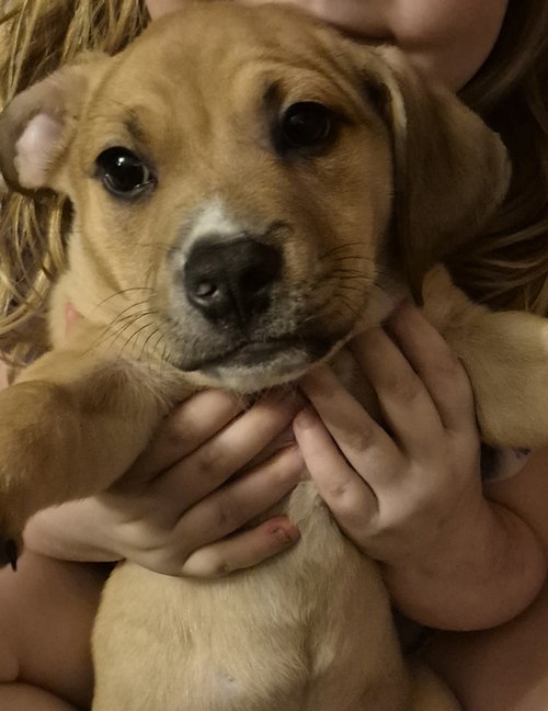 picture of the dog needing adoption
