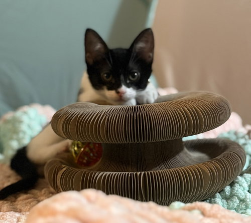 picture of the cat needing adoption