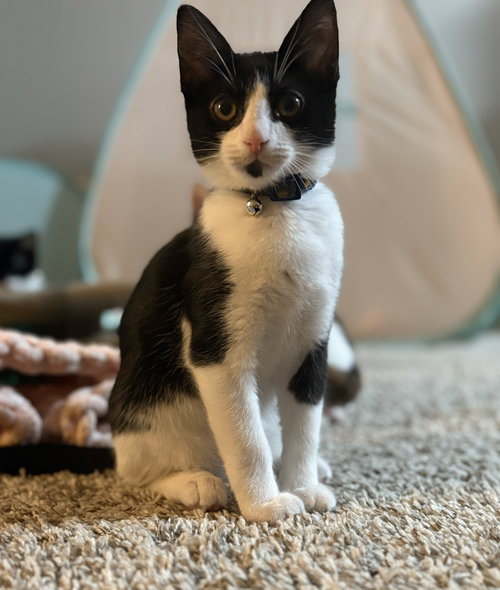 picture of the cat needing adoption