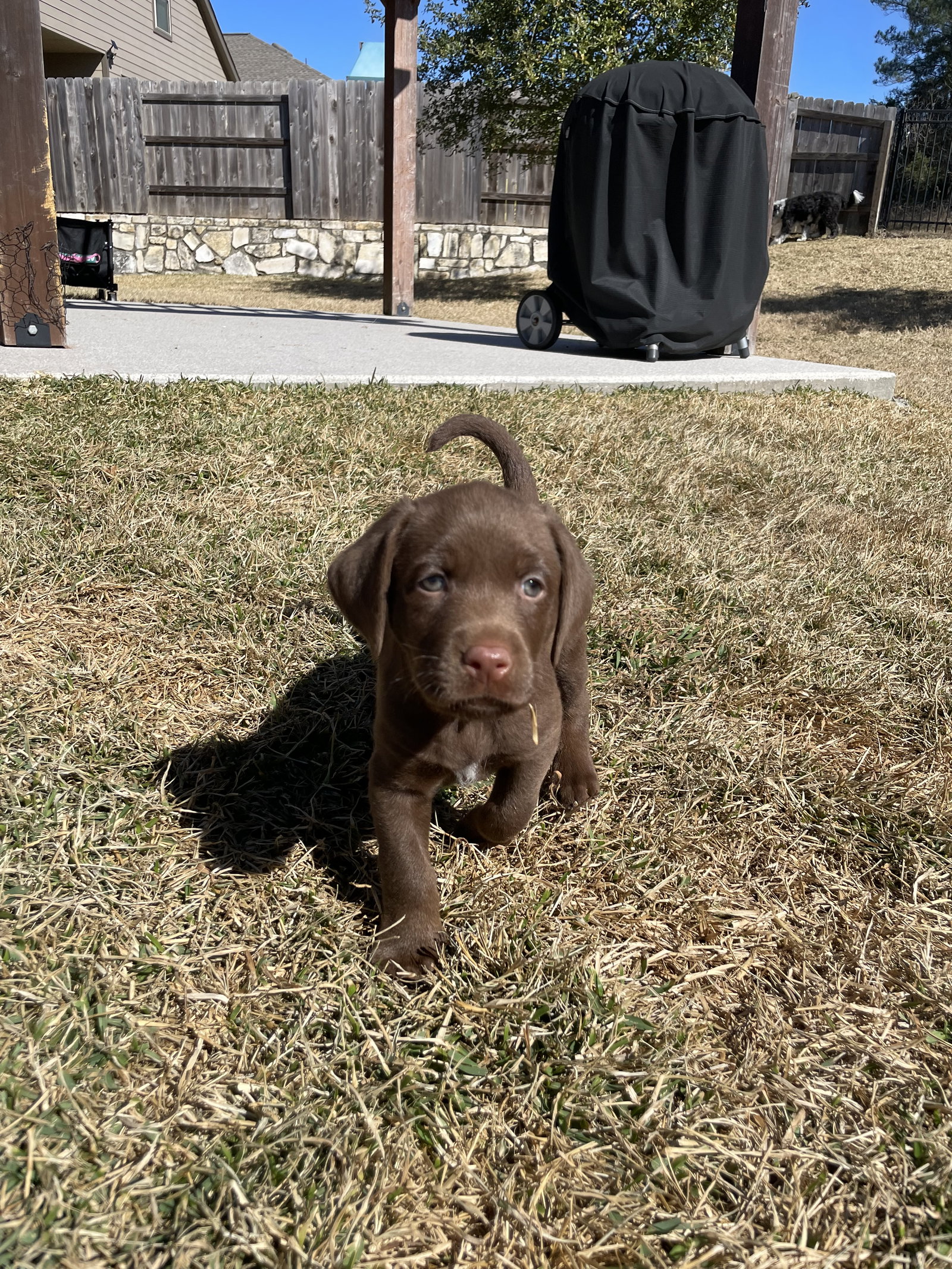 Arlo Image