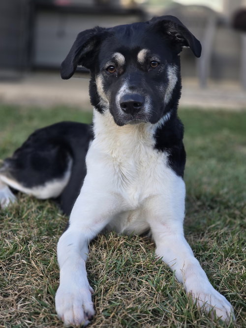 Holly Mae, an adoptable Anatolian Shepherd in The Woodlands, TX
