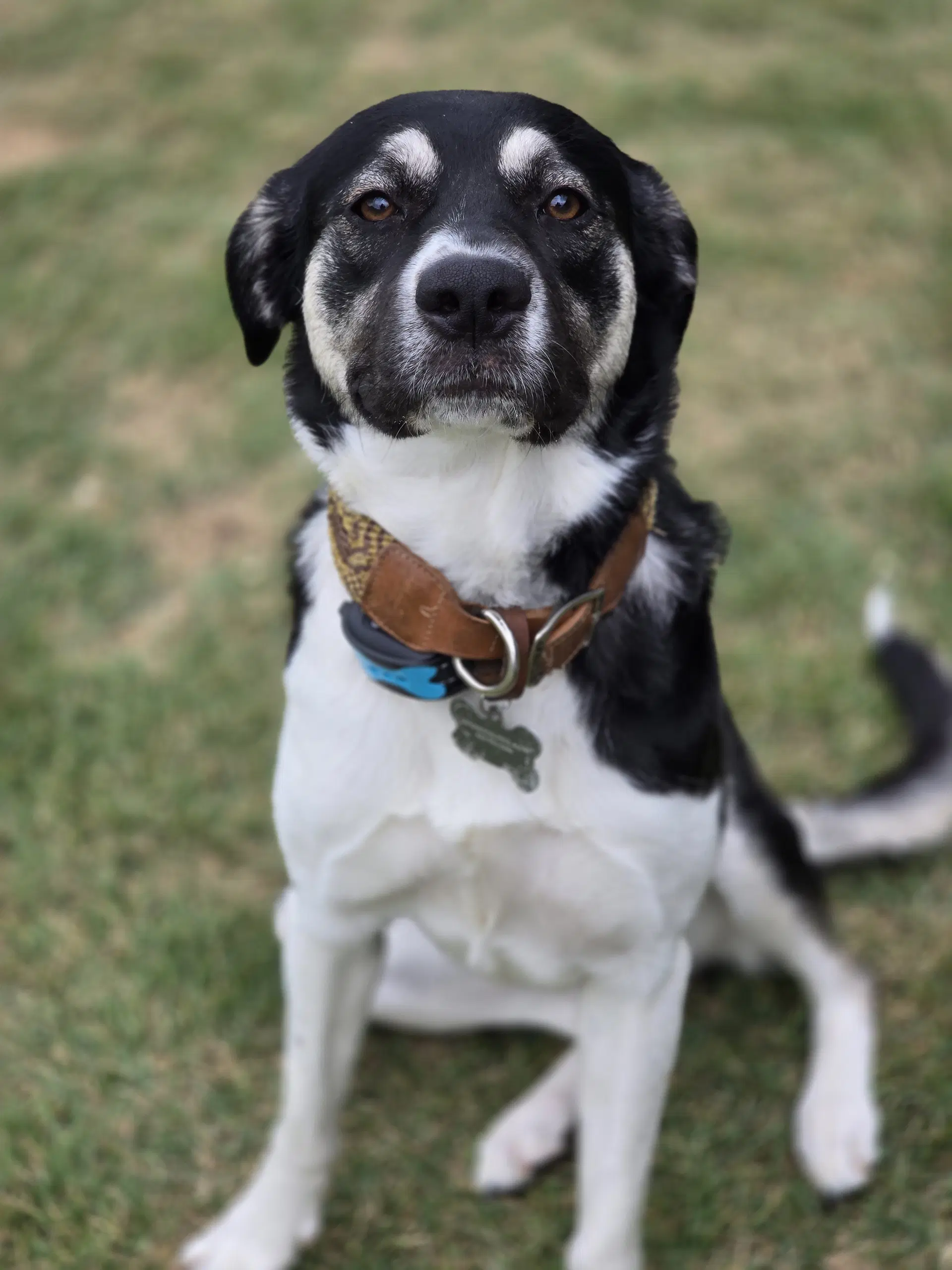 Holly Mae - Anatolian Shepherd