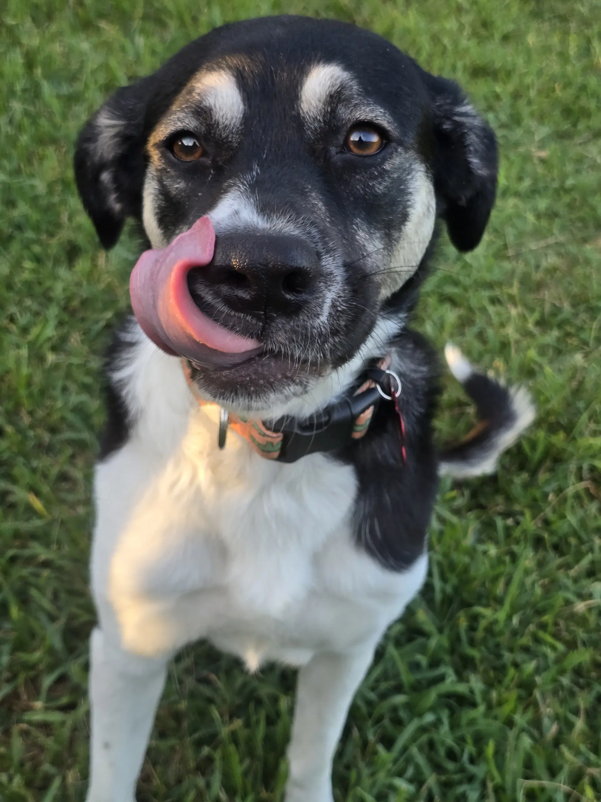 Holly Mae - Anatolian Shepherd