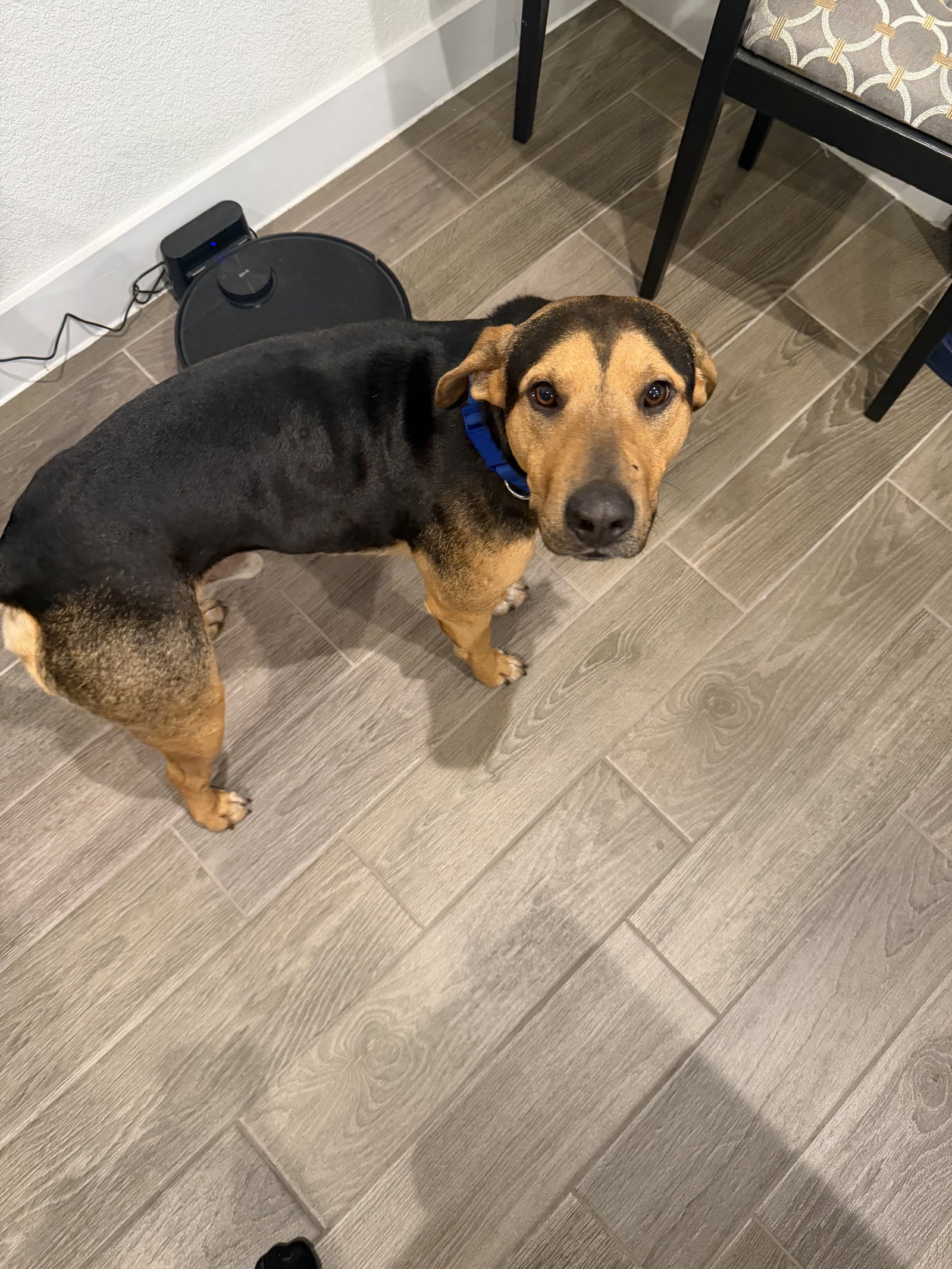 Cody Image