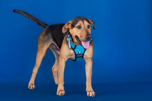 Cody, an adoptable Labrador Retriever in The Woodlands, TX