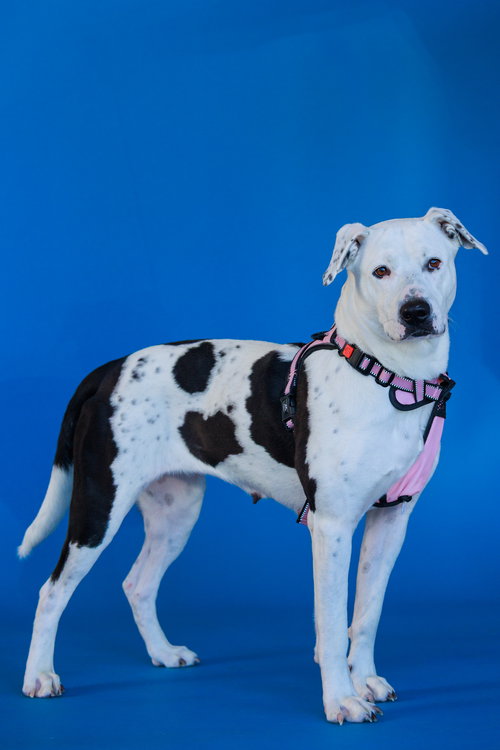 picture of the dog needing adoption