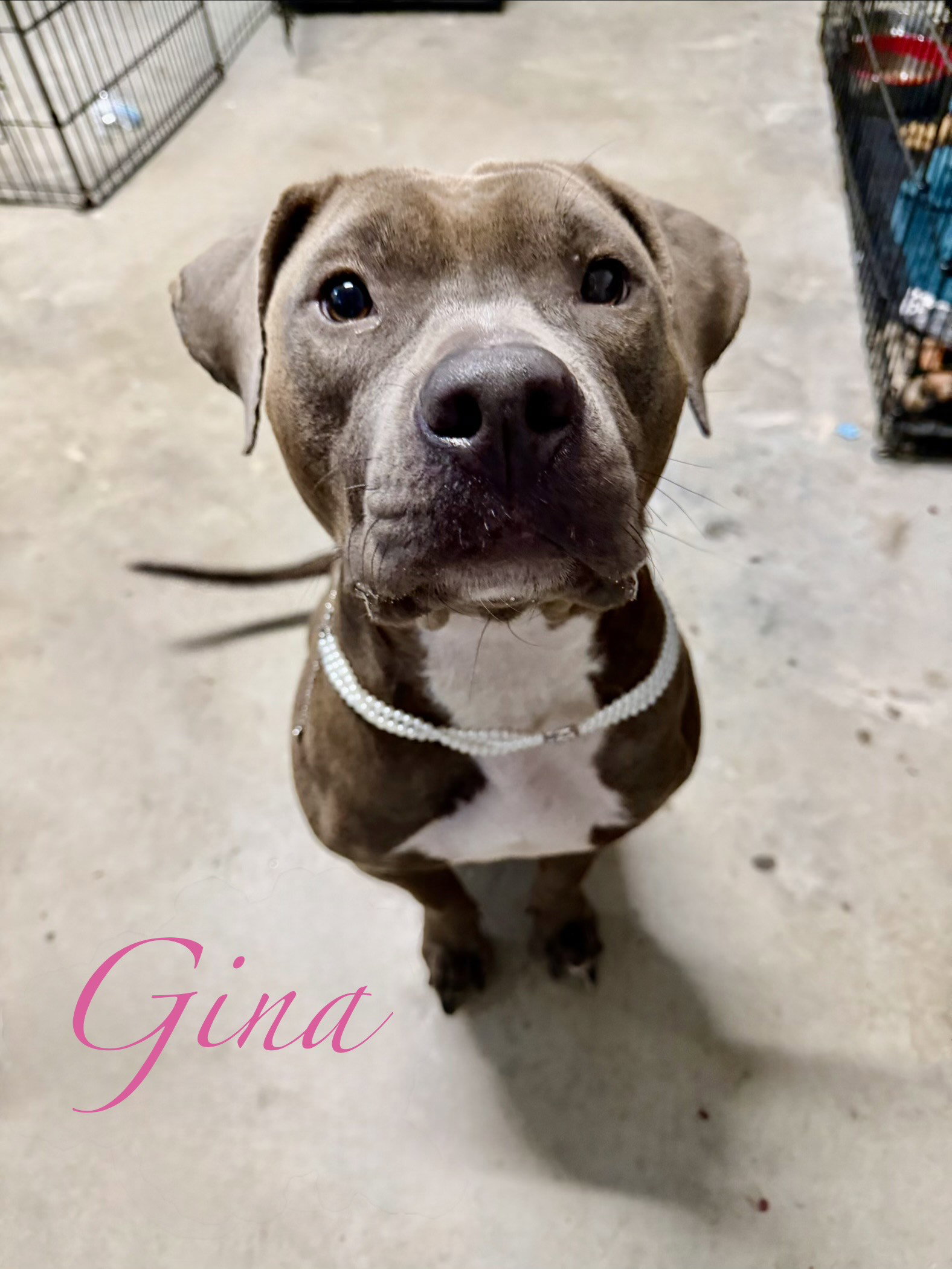 Gina Image