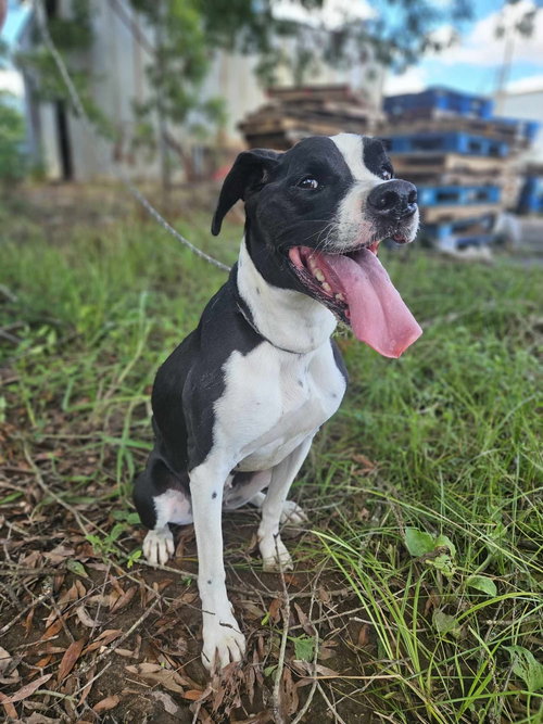 Roxy, an adoptable Boxer in The Woodlands, TX