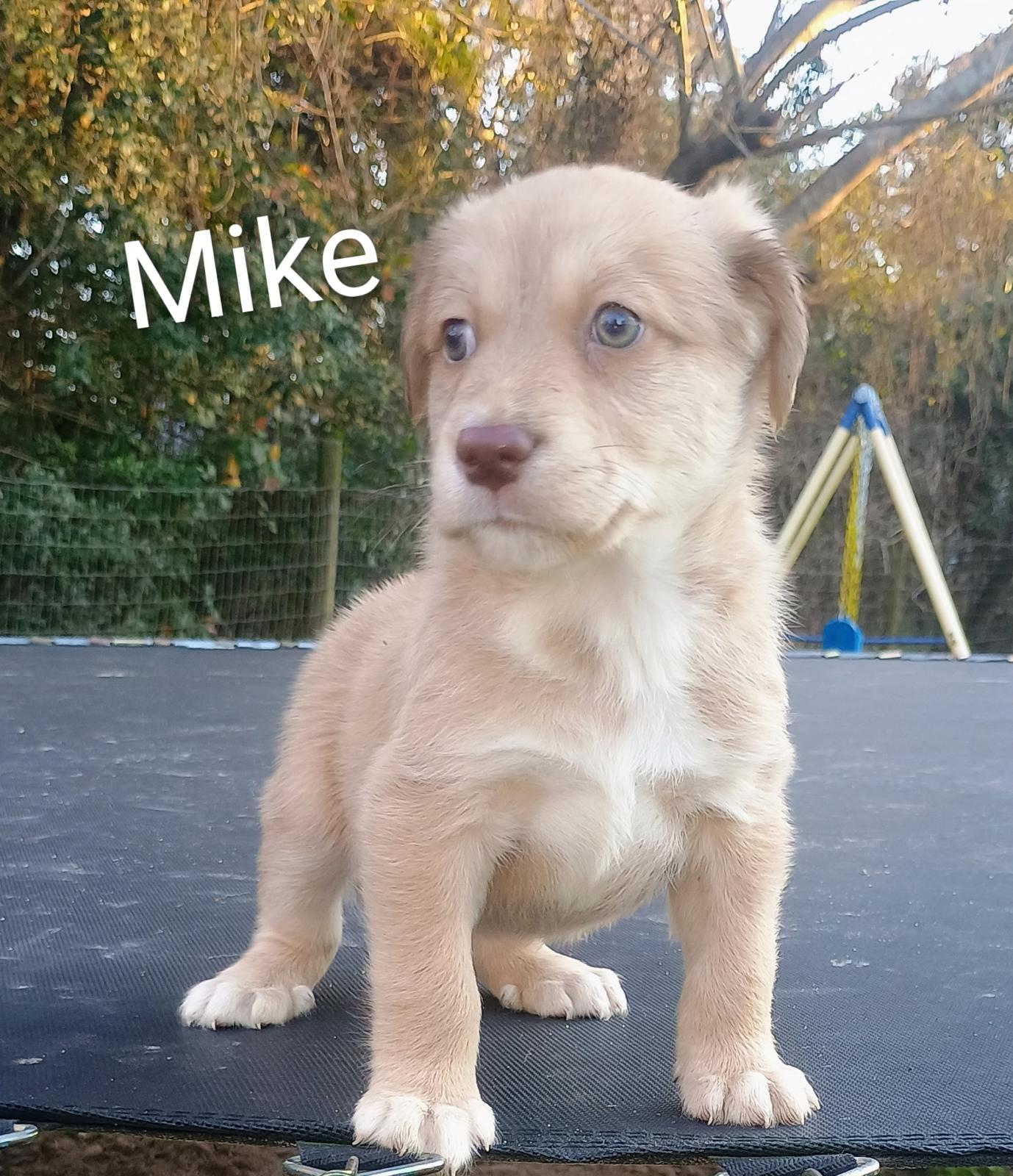 Mike Image