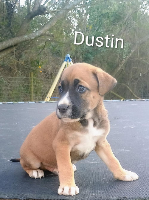 picture of the dog needing adoption