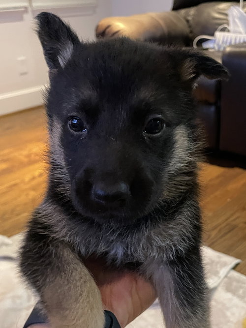 HANK - German Shepherd Dog available for adoption