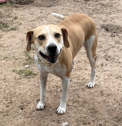 Angel, an adoptable Labrador Retriever in The Woodlands, TX