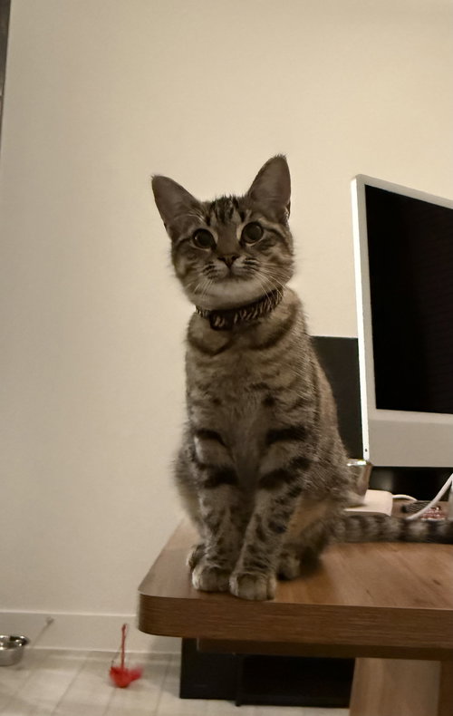 picture of the cat needing adoption