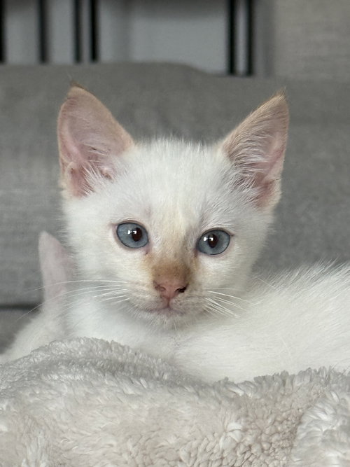 picture of the cat needing adoption