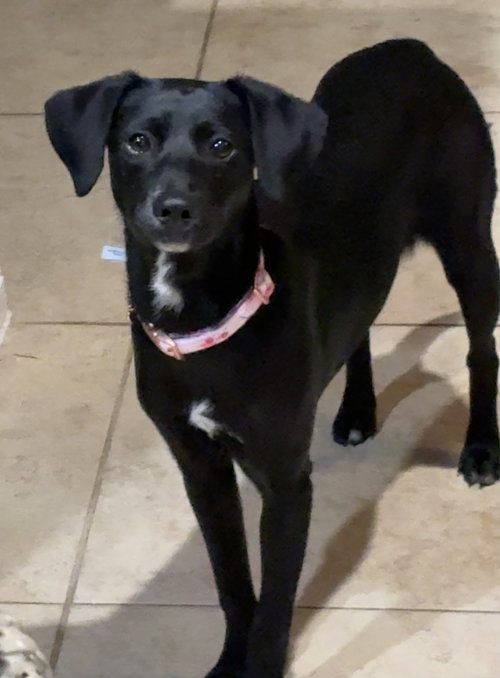 Marigold, an adoptable Labrador Retriever in The Woodlands, TX