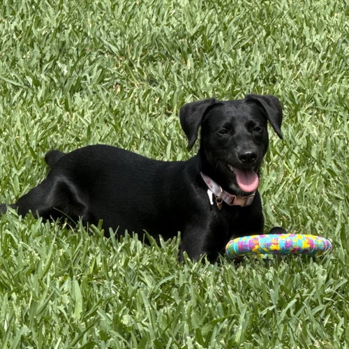 Marigold, an adoptable Labrador Retriever in The Woodlands, TX
