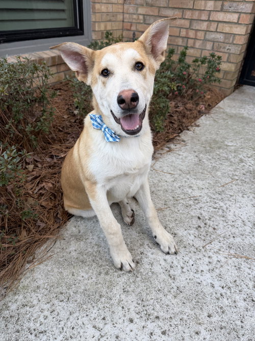 Biscuit, an adoptable Husky in The Woodlands, TX