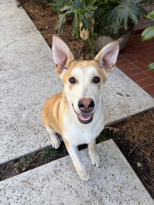 picture of the dog needing adoption