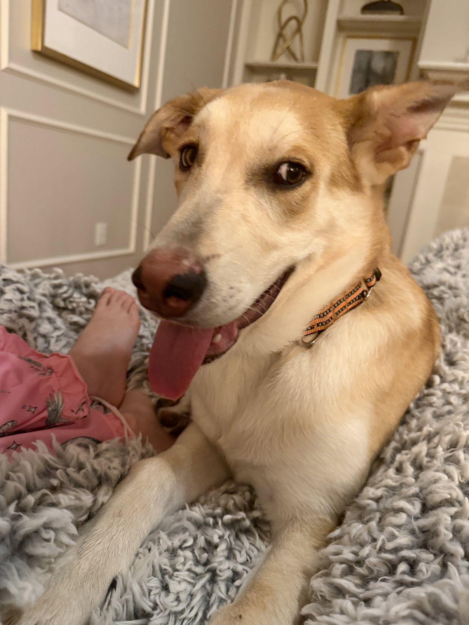 Biscuit