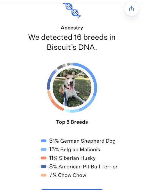 Biscuit photo 4