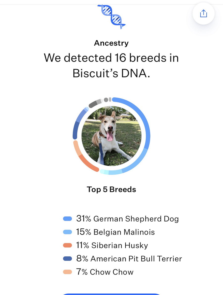 Biscuit
