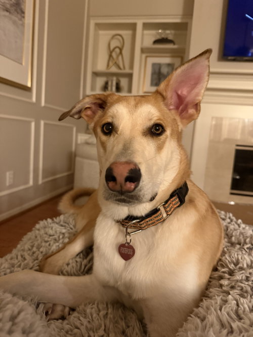 Biscuit
