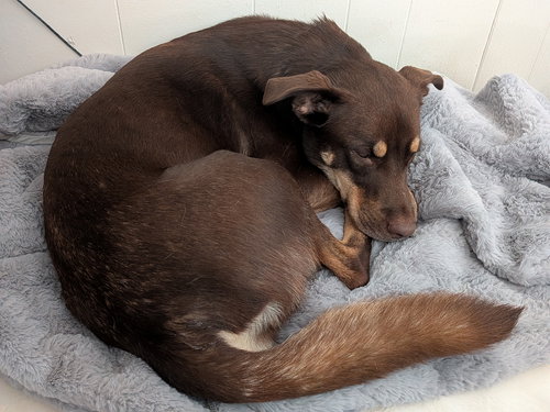 picture of the dog needing adoption