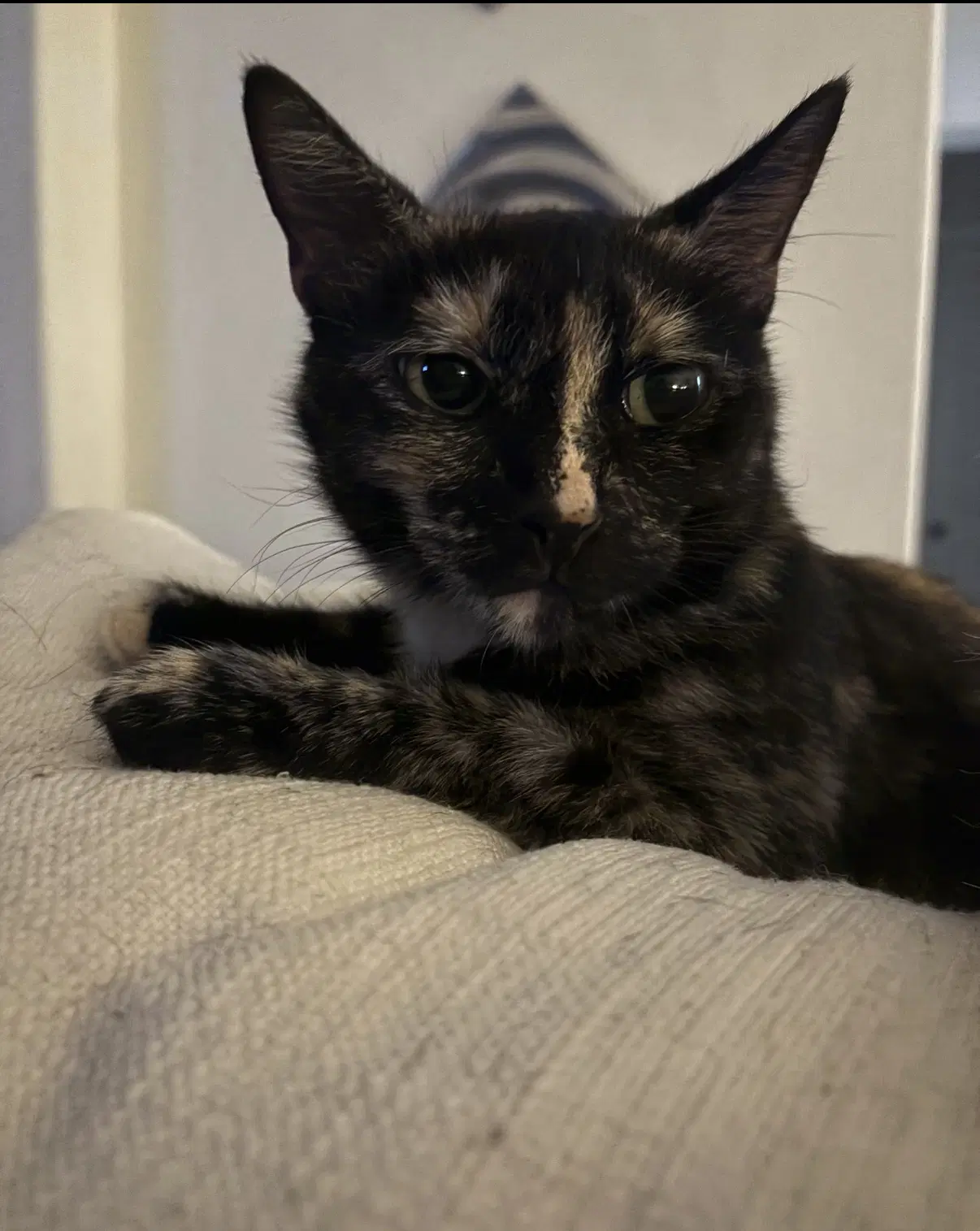 Jade - Domestic Short Hair
