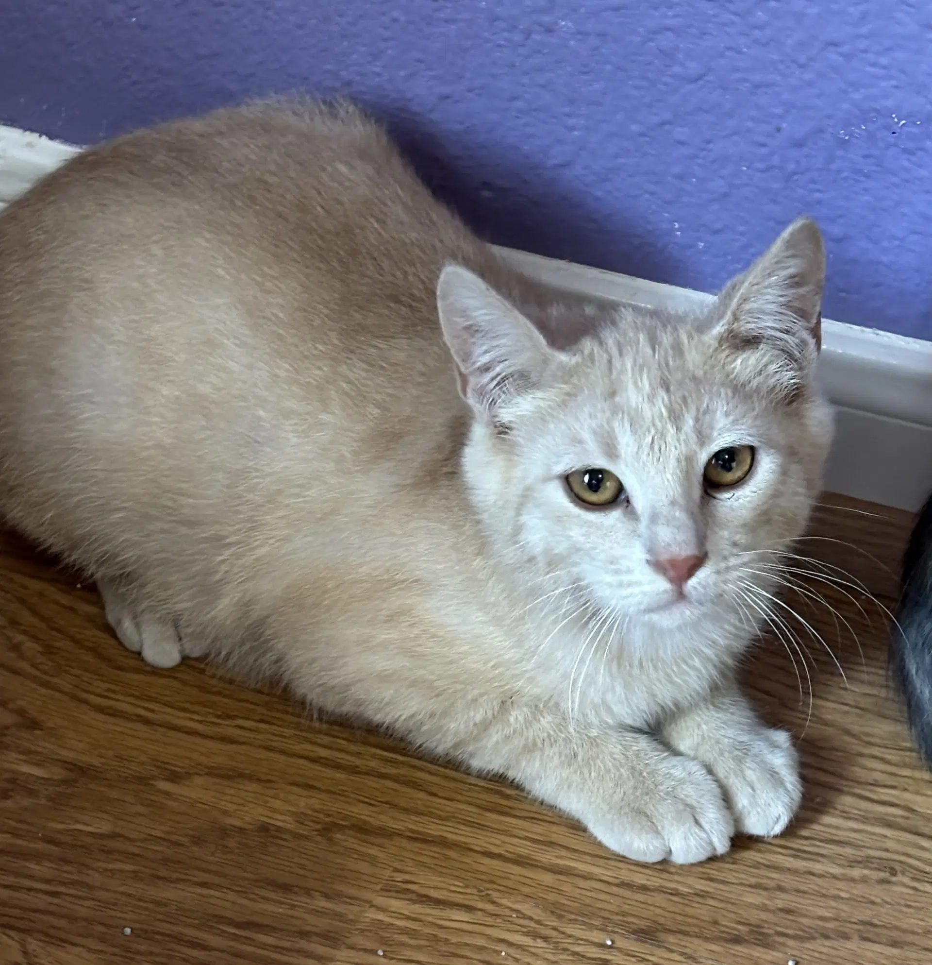 Lux - Domestic Short Hair