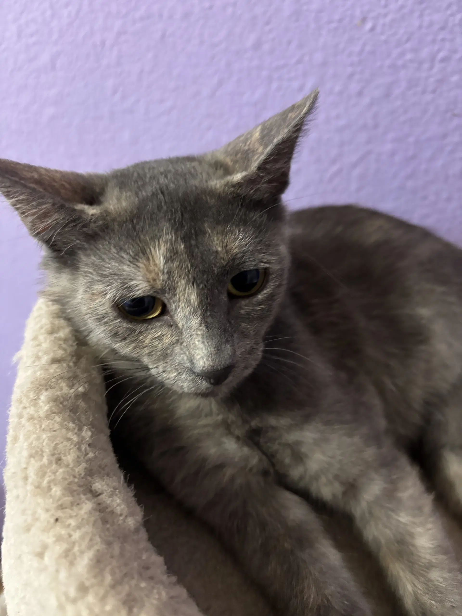 Lexa - Domestic Short Hair