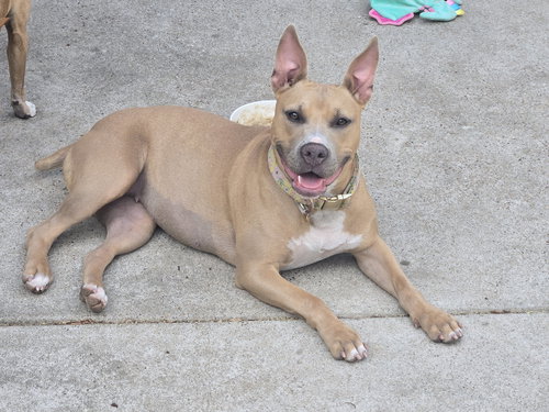 BROOKLYN - Labrador Retriever available for adoption