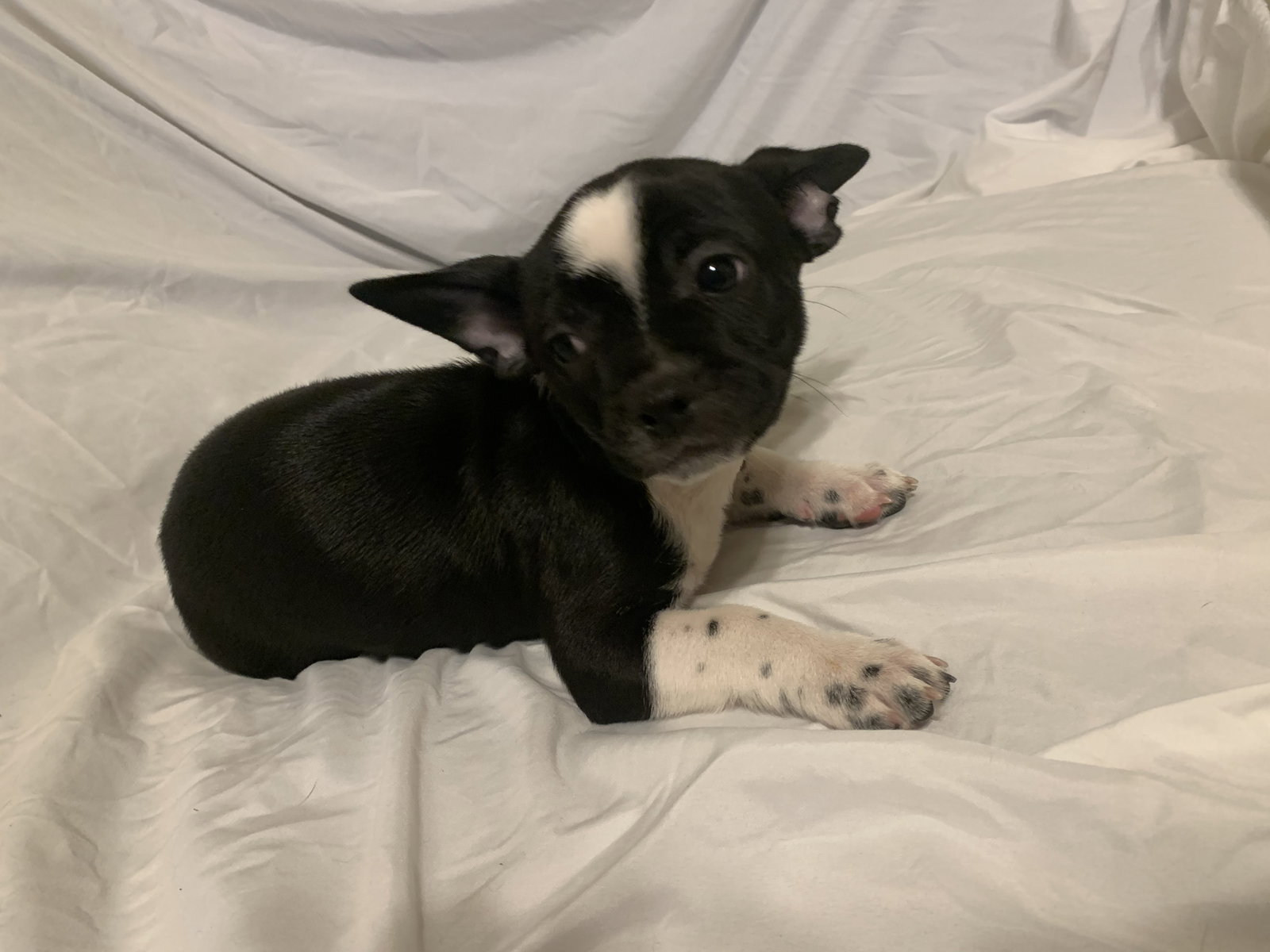 Chihuahua