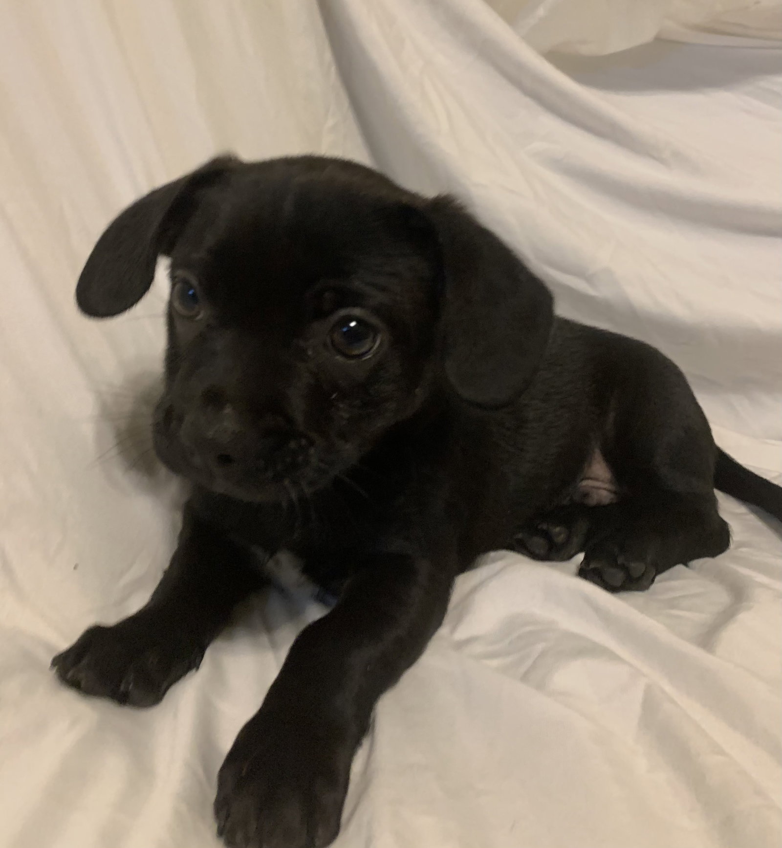 Chihuahua