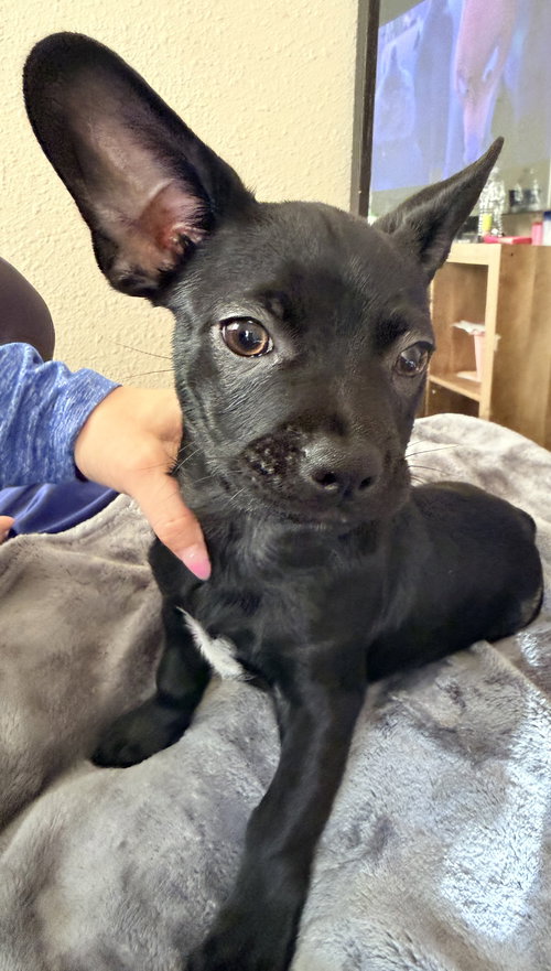 Floppy, an adoptable Boston Terrier in The Woodlands, TX
