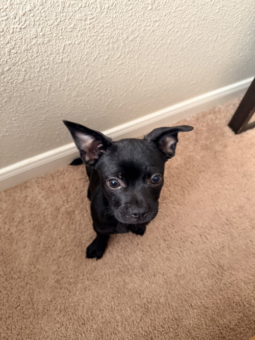 Scrappy