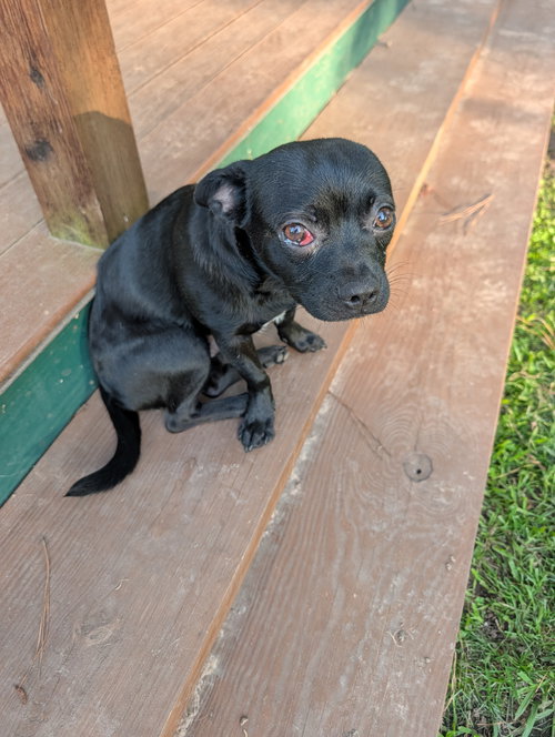 Scrappy, an adoptable Boston Terrier in The Woodlands, TX