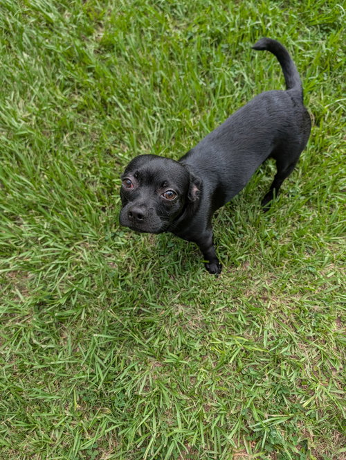 Scrappy photo 5
