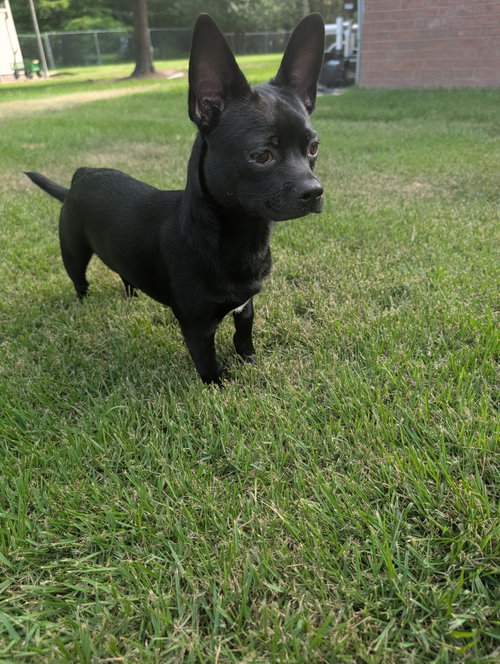 Scrappy photo 3