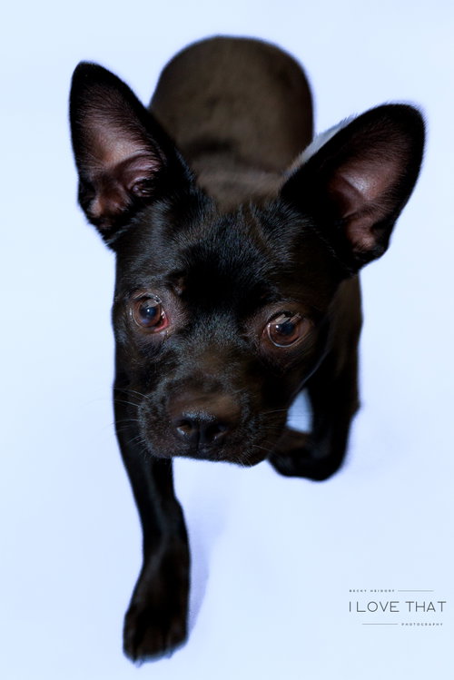 Scrappy
