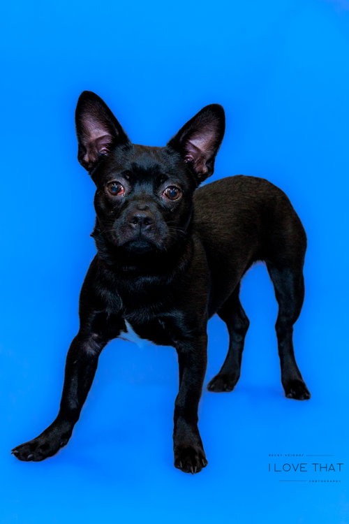 Scrappy photo 2