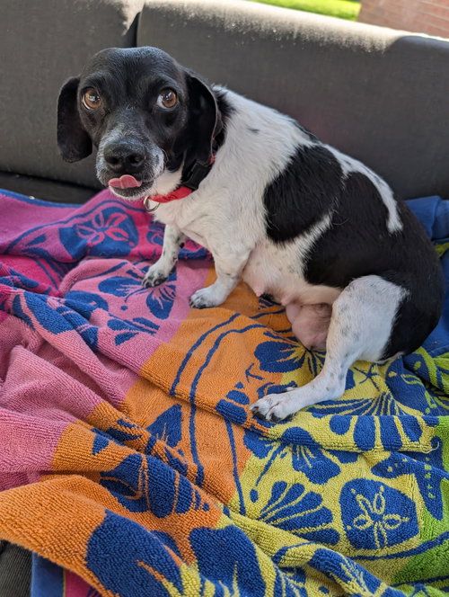 picture of the dog needing adoption