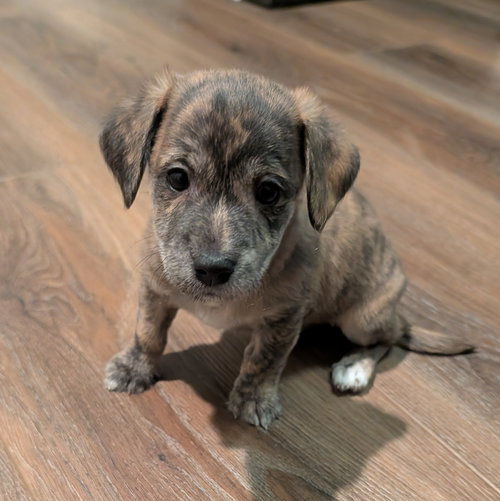 picture of the dog needing adoption