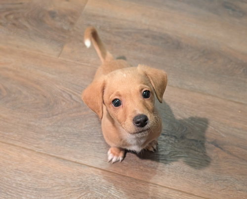picture of the dog needing adoption