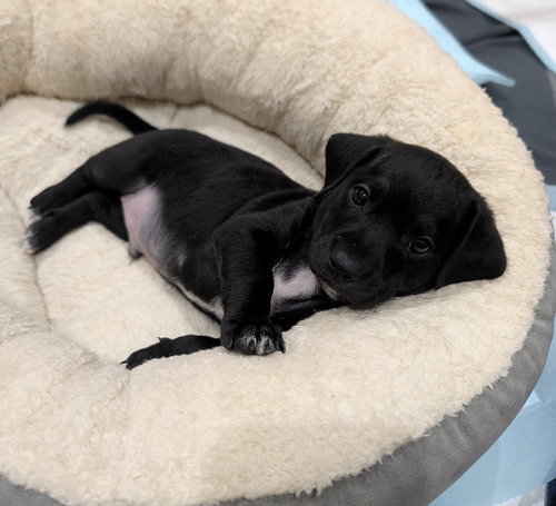 picture of the dog needing adoption