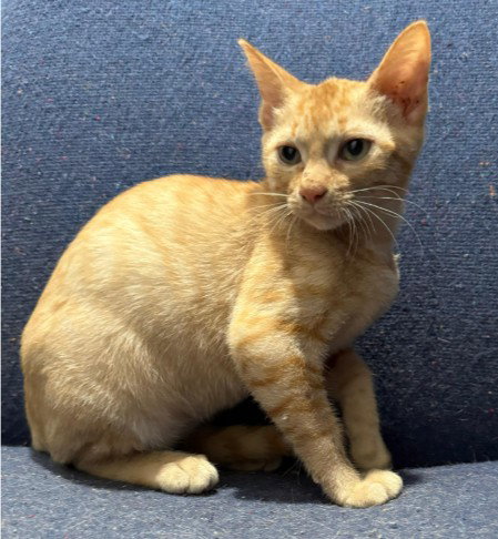 Rowdie, an adoptable Domestic Short Hair in The Woodlands, TX