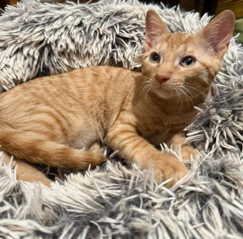 Roo, an adoptable Domestic Short Hair in The Woodlands, TX