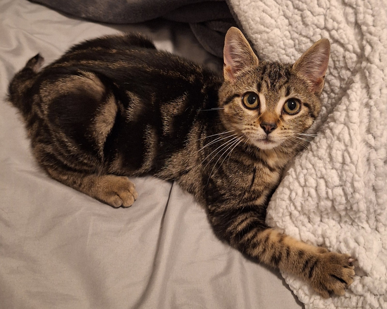 Bella Bob Image
