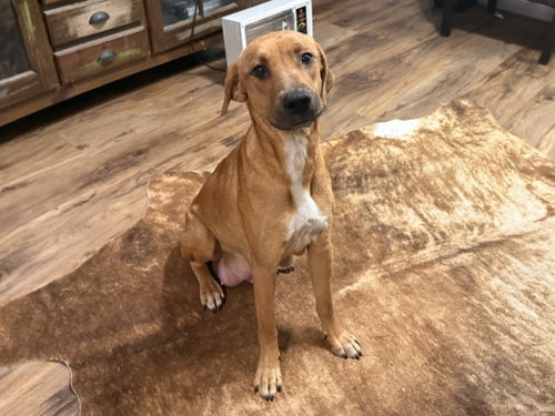 Lucy, an adoptable Labrador Retriever in The Woodlands, TX