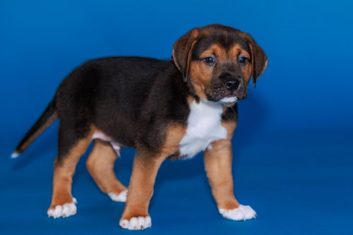 picture of the dog needing adoption