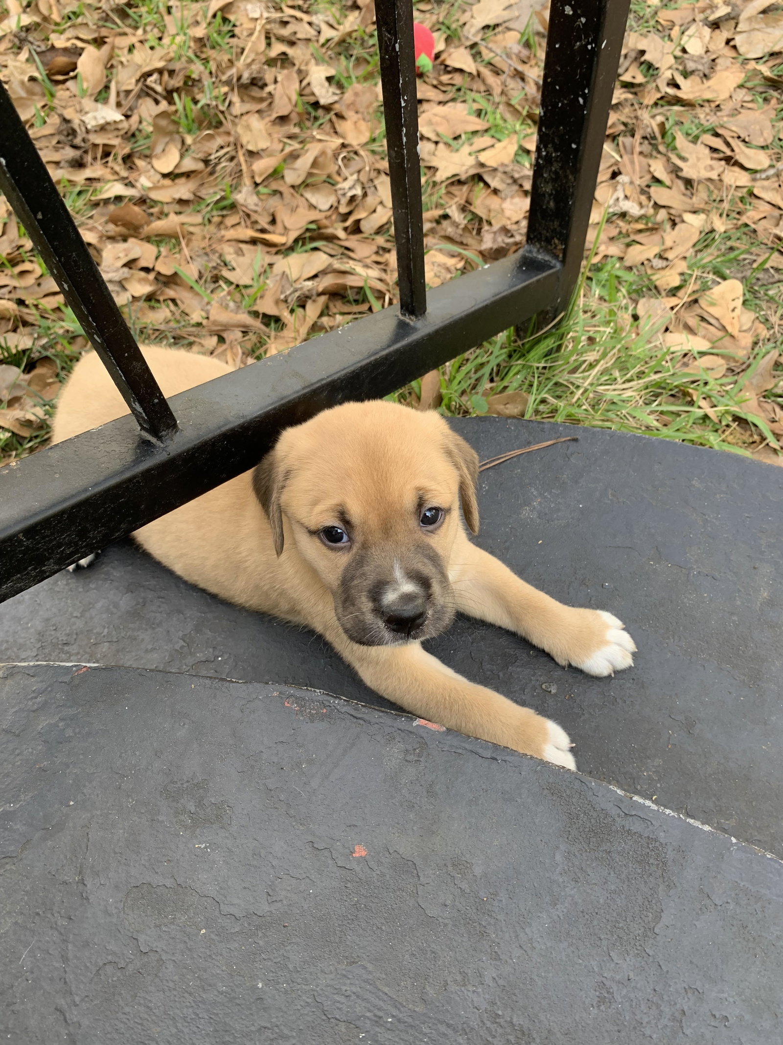 Labrador Retriever